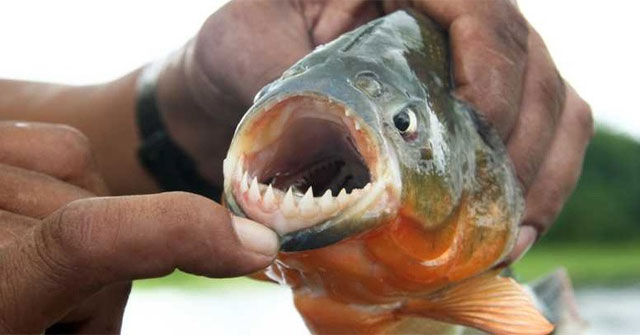 Cá Piranha: Khám Phá Sự Thật Đằng Sau Hình Tượng Kinh Dị