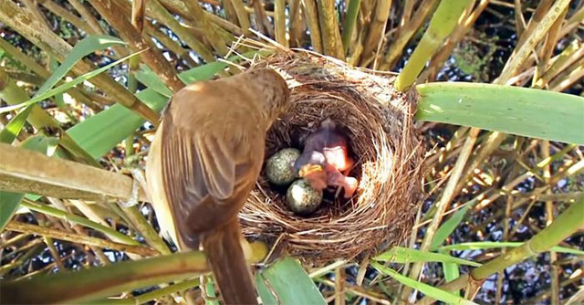 Chim Tu Hú: Bí Mật Của Cuộc Sống Và Chiến Thuật Sinh Tồn