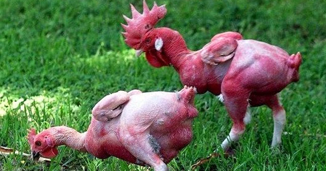 Khám Phá Giống Gà Trụi Lông Độc Đáo: Giải Pháp Cho Nhiệt Độ Cao
