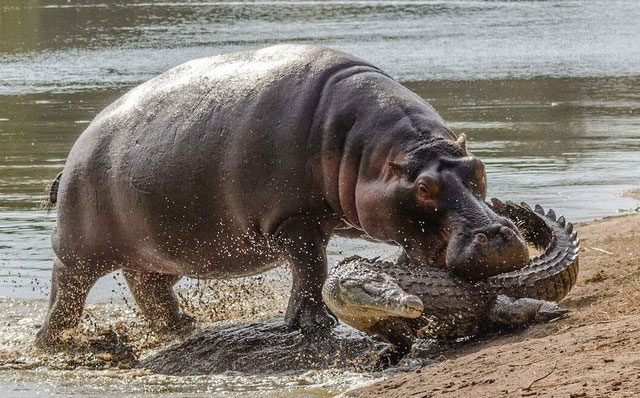 ha-ma-va-ca-sau-1 Với lớp da dày, hà mã có thể dễ dàng xoay chuyển tình thế dù bị cá sấu tấn công.