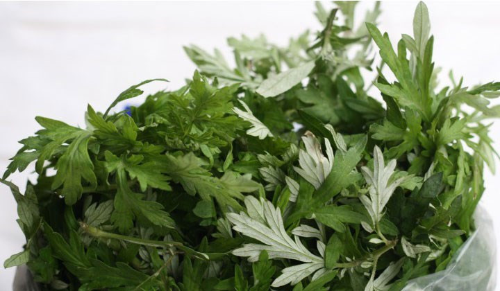 Ngải cứu còn được biết đến với các tên gọi như cây giải cảm, cây thuốc cứu, cây thuốc cao.... Ngải cứu còn được biết đến với các tên gọi như cây giải cảm, cây thuốc cứu, cây thuốc cao....