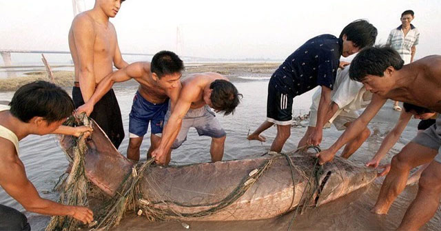 Khám Phá Kích Thước Khổng Lồ Của Các Loài Cá Tại Hồ Chứa Tam Hiệp