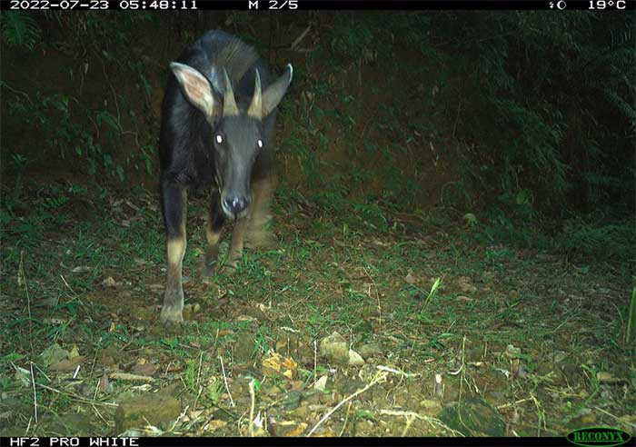 Sơn dương