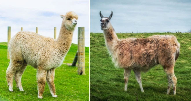 Lạc đà và Alpaca