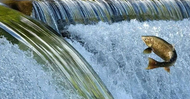 Cuộc hành trình sinh tồn của cá hồi: trở về nguồn giữa thử thách và mối nguy