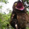 Khám Phá Loài Chim Bí Ẩn: Potoo – Sứ Giả Của Địa Ngục