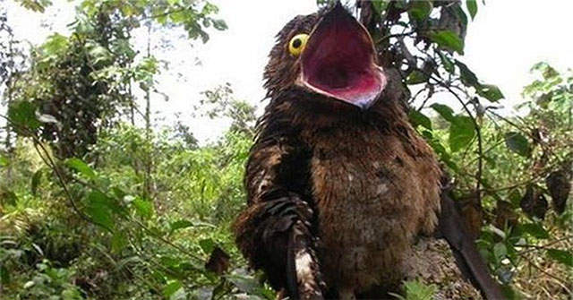 Khám Phá Loài Chim Bí Ẩn: Potoo – Sứ Giả Của Địa Ngục