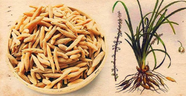 Mạch môn (mạch đông): củ dược liệu, bằng chứng khoa học và những lưu ý khi dùng