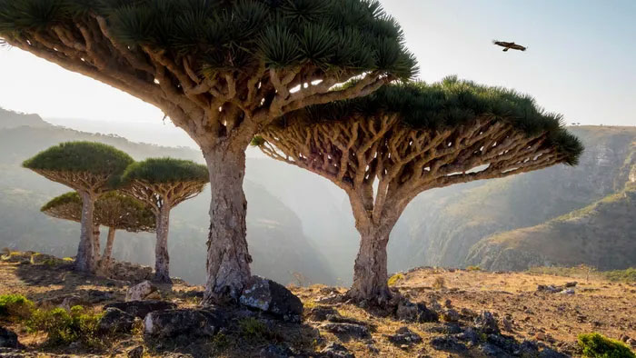 dao_socotra Đảo Socotra