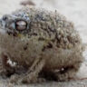 Ếch mưa sa mạc (Breviceps macrops): tiếng kêu khiến người nghe giật mình