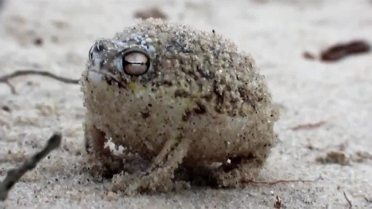 desert-rain-frog Chúng phát ra những âm thanh "ghê rợn" đến mức bạn sẽ không thể tưởng tượng được đâu.