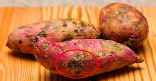 Vì sao một số củ khoai lang lại đắng hoặc vẫn cứng sau khi luộc?