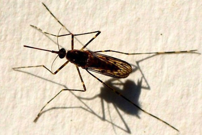 Muỗi vằn đực Midge thường bị con cái lấn át trong quá trình giao hợp.