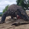 Khám Phá Khả Năng Chấn Động Của Rồng Komodo Khi Săn Mồi