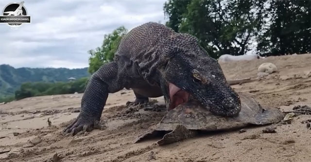 Khám Phá Khả Năng Chấn Động Của Rồng Komodo Khi Săn Mồi