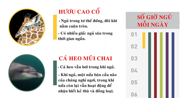 Khám Phá Những Tập Tính Ngủ Độc Đáo Của Động Vật