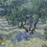 Phát hiện xác côn trùng ẩn trong ‘Những cây ô-liu’ của Van Gogh