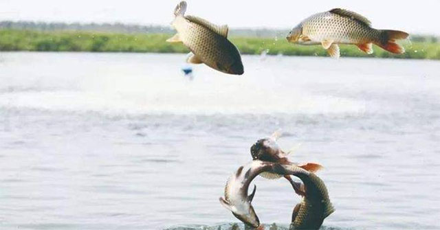 Khi sông nối với biển: hành trình sinh tồn của cá nước ngọt