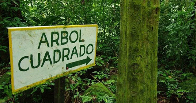 Giải mã cây có thân vuông ở El Valle: hiện tượng, nghiên cứu và tranh luận