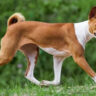 Basenji: Chó săn cổ, im lặng và những điều chủ nuôi cần biết