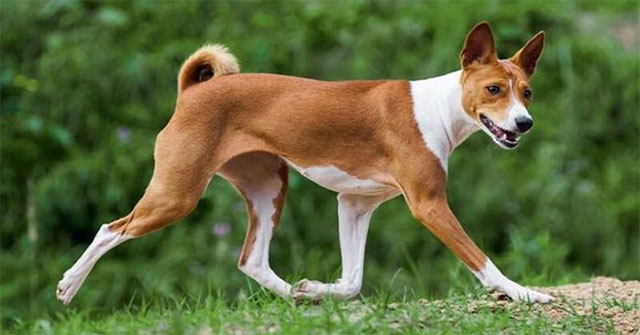Basenji: Chó săn cổ, im lặng và những điều chủ nuôi cần biết