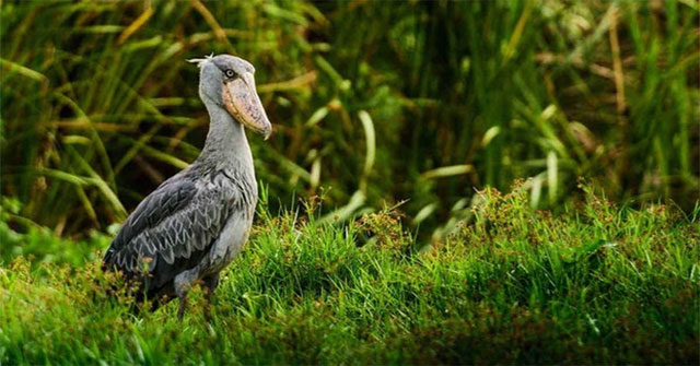 Cò mỏ giày: Người thợ săn lặng lẽ của đầm lầy châu Phi