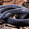 Phát hiện bất ngờ: bằng chứng tuyến nọc ở miệng loài caecilian Siphonops annulatus