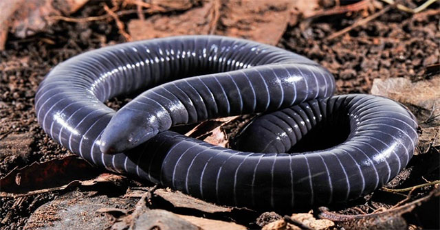 Phát hiện bất ngờ: bằng chứng tuyến nọc ở miệng loài caecilian Siphonops annulatus