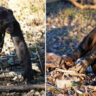 Kanzi — Bonobo đặc biệt: kỹ năng sinh tồn, giao tiếp bằng ký hiệu và hành vi xã hội