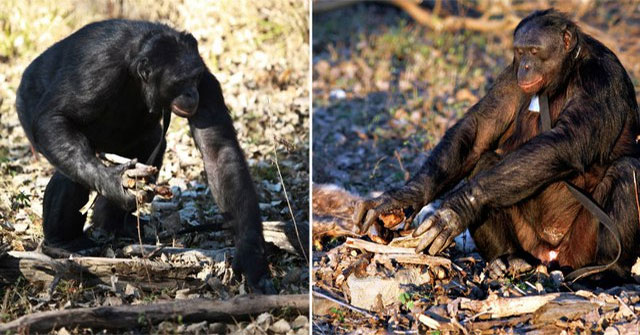 Kanzi — Bonobo đặc biệt: kỹ năng sinh tồn, giao tiếp bằng ký hiệu và hành vi xã hội